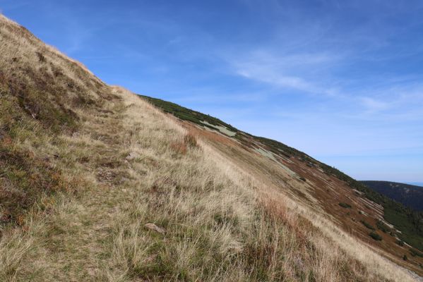 Pec pod Sněžkou, 1.10.2021
Studniční hora, Modré sedlo - zrušený turistický chodník od Modrého dolu..
Schlüsselwörter: Krkonoše Pec pod Sněžkou Modrý důl Modré sedlo Studniční hora