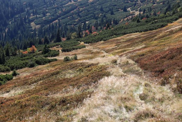 Pec pod Sněžkou, 1.10.2021
Studniční hora, Modré sedlo - zrušený turistický chodník do Modrého dolu. Pohled na Sedmiroklí.
Schlüsselwörter: Krkonoše Pec pod Sněžkou Modrý důl Studniční hora Modré sedlo Sedmiroklí