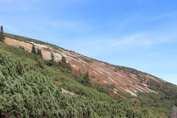 Pec pod Sněžkou, 1.10.2021
Studniční hora, pod Modrým sedlem.
Klíčová slova: Krkonoše Pec pod Sněžkou Modrý důl Modré sedlo Studniční hora