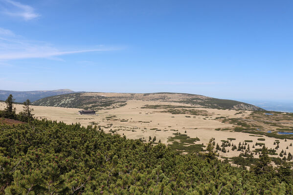 Pec pod Sněžkou, 1.6.2023
Úpské rašeliniště ze Studniční hory.
Klíčová slova: Krkonoše Pec pod Sněžkou Studniční hora Úpské rašeliniště