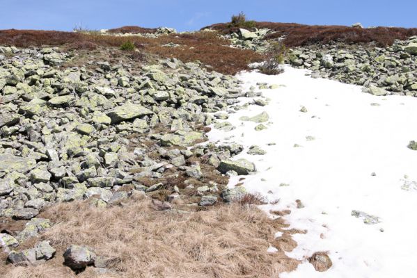 Krkonoše, Luční hora, 21.5.2014
Jižní svah Luční hory. Biotop kovaříků Ctenicera cuprea a Hypnoidus consobrinus.


Klíčová slova: Krkonoše Luční hora Ctenicera cuprea Hypnoidus consobrinus