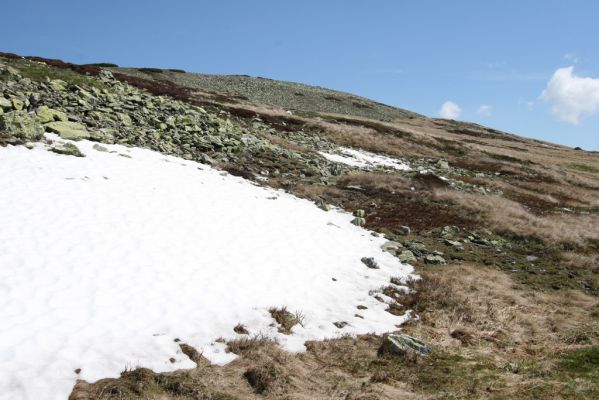 Krkonoše, Luční hora, 21.5.2014
Jižní svah Luční hory. Biotop kovaříků Ctenicera cuprea, Hypnoidus consobrinus a Liotrichus affinis.
Klíčová slova: Krkonoše Luční hora Ctenicera cuprea Hypnoidus consobrinus Liotrichus affinis