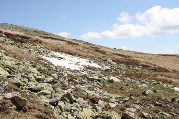 Krkonoše, Luční hora, 21.5.2014
Jižní svah Luční hory. Biotop kovaříků Ctenicera cuprea a Hypnoidus consobrinus.


Klíčová slova: Krkonoše Luční hora Ctenicera cuprea Hypnoidus consobrinus