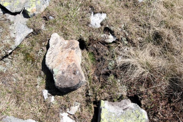 Krkonoše, Luční hora, 21.5.2014
Jižní svah Luční hory. Biotop kovaříků Ctenicera cuprea a Hypnoidus consobrinus.



Klíčová slova: Krkonoše Luční hora Ctenicera cuprea Hypnoidus consobrinus