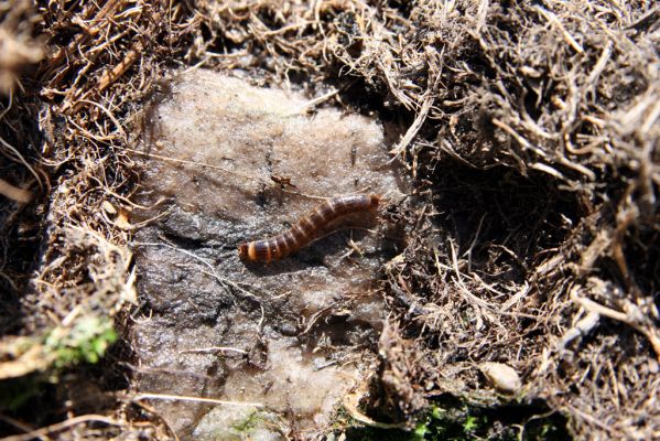Krkonoše, Luční hora, 21.5.2014
Larva kovaříka Ctenicera cuprea.



Klíčová slova: Krkonoše Luční hora Ctenicera cuprea