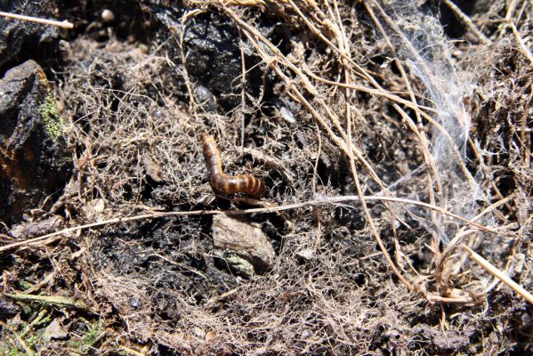 Krkonoše, Luční hora, 21.5.2014
Larva kovaříka Ctenicera cuprea.



Klíčová slova: Krkonoše Luční hora Ctenicera cuprea