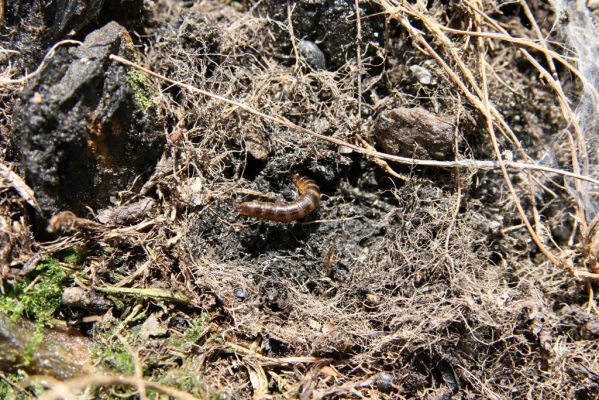Krkonoše, Luční hora, 21.5.2014
Larva kovaříka Ctenicera cuprea.
Klíčová slova: Krkonoše Luční hora Ctenicera cuprea