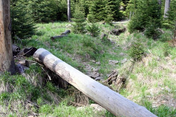 Krkonoše, Obří důl, 21.5.2014
Přívalové koryto v údolí pod bývalou Kovárnou.


Klíčová slova: Krkonoše Obří důl Kovárna Orithales serraticornis Pheletes aeneoniger Hypnoidus riparius