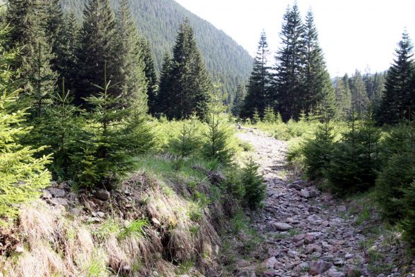 Krkonoše, Obří důl, 21.5.2014
Štěrkové náplavy Rudného potoka v údolí pod bývalou Kovárnou.



Klíčová slova: Krkonoše Obří důl Kovárna Orithales serraticornis Pheletes aeneoniger