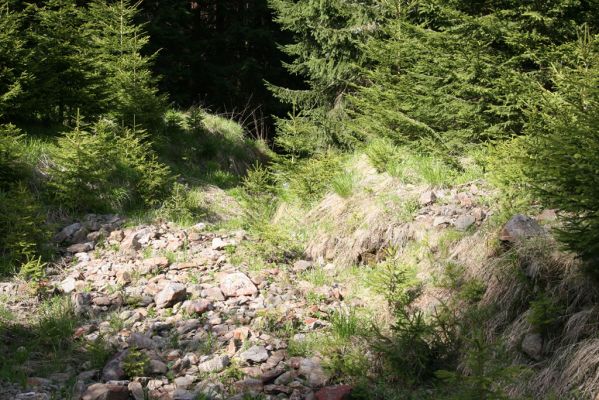 Krkonoše, Obří důl, 21.5.2014
Štěrkové náplavy Rudného potoka v údolí pod bývalou Kovárnou.
Klíčová slova: Krkonoše Obří důl Kovárna Orithales serraticornis Pheletes aeneoniger