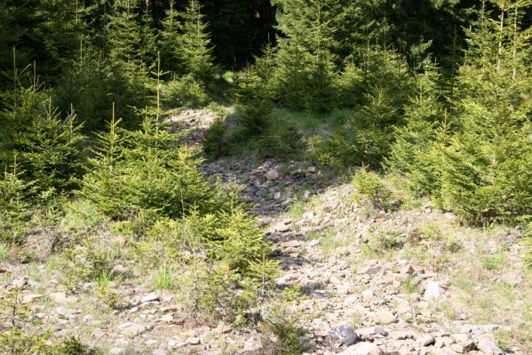 Krkonoše, Obří důl, 21.5.2014
Štěrkové náplavy Rudného potoka v údolí pod bývalou Kovárnou.


Klíčová slova: Krkonoše Obří důl Kovárna Orithales serraticornis Pheletes aeneoniger