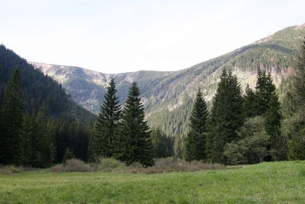 Krkonoše, Obří důl, 21.5.2014
Údolí Úpy pod bývalou Kovárnou.



Klíčová slova: Krkonoše Obří důl Kovárna Aplotarsus incanus