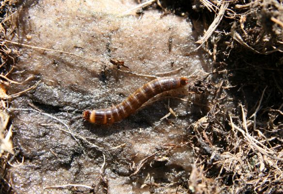 Krkonoše, Luční hora, 21.5.2014
Larva kovaříka Ctenicera cuprea.


Klíčová slova: Krkonoše Luční hora Ctenicera cuprea