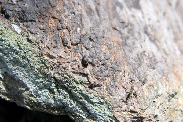 Krkonoše, Luční hora, 21.5.2014
Kovařík Hypnoidus consobrinus.



Klíčová slova: Krkonoše Luční hora Hypnoidus consobrinus