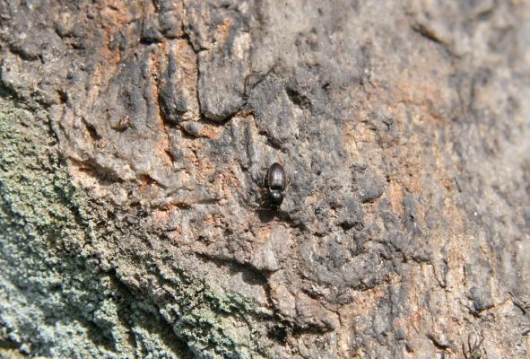 Krkonoše, Luční hora, 21.5.2014
Kovařík Hypnoidus consobrinus.


Mots-clés: Krkonoše Luční hora Hypnoidus consobrinus