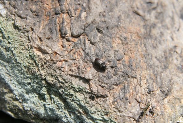 Krkonoše, Luční hora, 21.5.2014
Kovařík Hypnoidus consobrinus.
Klíčová slova: Krkonoše Luční hora Hypnoidus consobrinus