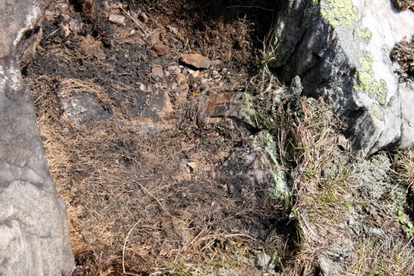 Krkonoše, Luční hora, 21.5.2014
Jižní svah Luční hory. Biotop kovaříka Hypnoidus consobrinus.


Klíčová slova: Krkonoše Luční hora Hypnoidus consobrinus