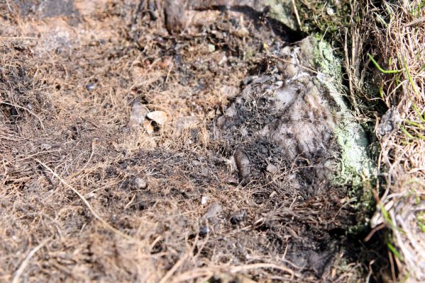 Krkonoše, Luční hora, 21.5.2014
Jižní svah Luční hory. Biotop kovaříka Hypnoidus consobrinus.



Klíčová slova: Krkonoše Luční hora Hypnoidus consobrinus