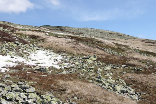 Krkonoše, Luční hora, 21.5.2014
Jižní svah Luční hory. Biotop kovaříků Ctenicera cuprea, Hypnoidus consobrinus a Liotrichus affinis.



Mots-clés: Krkonoše Luční hora Ctenicera cuprea Hypnoidus consobrinus Liotrichus affinis
