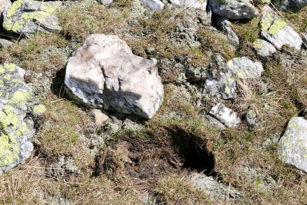 Krkonoše, Luční hora, 21.5.2014
Jižní svah Luční hory. Biotop kovaříků Ctenicera cuprea a Hypnoidus consobrinus.



Klíčová slova: Krkonoše Luční hora Ctenicera cuprea Hypnoidus consobrinus