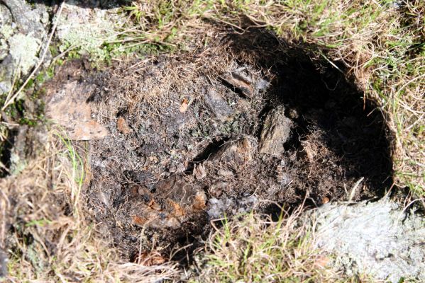 Krkonoše, Luční hora, 21.5.2014
Jižní svah Luční hory. Biotop kovaříka Hypnoidus consobrinus.



Mots-clés: Krkonoše Luční hora Hypnoidus consobrinus
