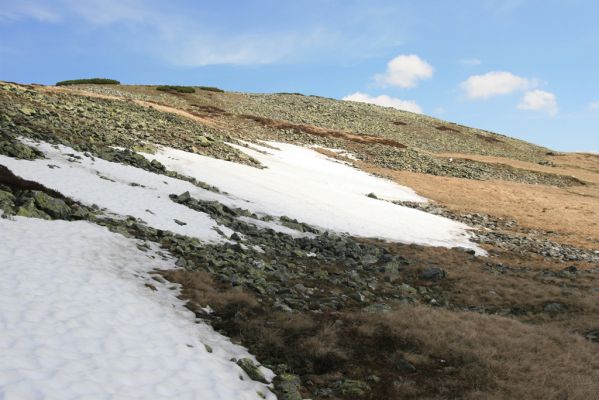 Krkonoše, Luční hora, 21.5.2014
Jižní svah Luční hory. Biotop kovaříků Ctenicera cuprea, Hypnoidus consobrinus a Liotrichus affinis.



Klíčová slova: Krkonoše Luční hora Ctenicera cuprea Hypnoidus consobrinus Liotrichus affinis