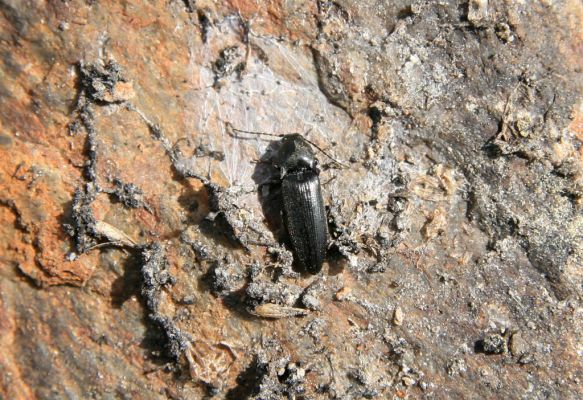 Krkonoše, Luční hora, 21.5.2014
Kovařík liotrichus affinis.
Klíčová slova: Krkonoše Luční hora Liotrichus affinis