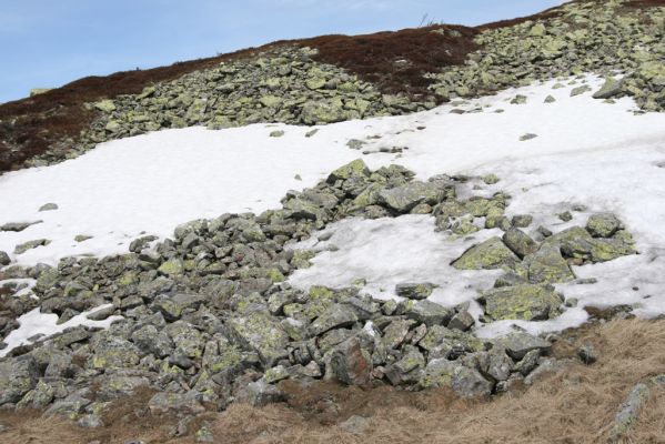Krkonoše, Luční hora, 21.5.2014
Jižní svah Luční hory. Biotop kovaříků Ctenicera cuprea, Hypnoidus consobrinus a Liotrichus affinis.


Klíčová slova: Krkonoše Luční hora Ctenicera cuprea Hypnoidus consobrinus Liotrichus affinis
