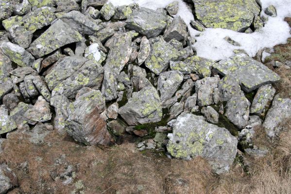 Krkonoše, Luční hora, 21.5.2014
Jižní svah Luční hory. Okraj suťového pole - biotop kovaříků Ctenicera cuprea a Hypnoidus consobrinus.



Klíčová slova: Krkonoše Luční hora Ctenicera cuprea Hypnoidus consobrinus