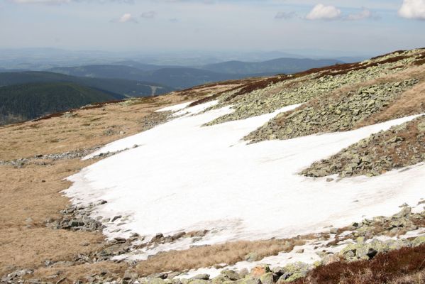 Krkonoše, Luční hora, 21.5.2014
Jižní svah Luční hory. Biotop kovaříků Ctenicera cuprea, Hypnoidus consobrinus a Liotrichus affinis.


Klíčová slova: Krkonoše Luční hora Ctenicera cuprea Hypnoidus consobrinus Liotrichus affinis