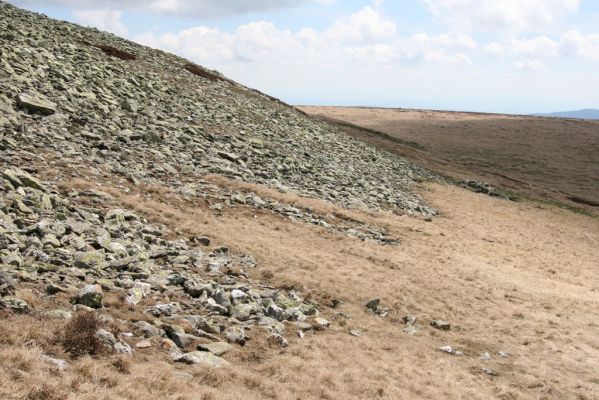 Krkonoše, Luční hora, 21.5.2014
Jižní svah Luční hory. Biotop kovaříků Ctenicera cuprea, Hypnoidus consobrinus a Liotrichus affinis.




Klíčová slova: Krkonoše Luční hora Ctenicera cuprea Hypnoidus consobrinus Liotrichus affinis