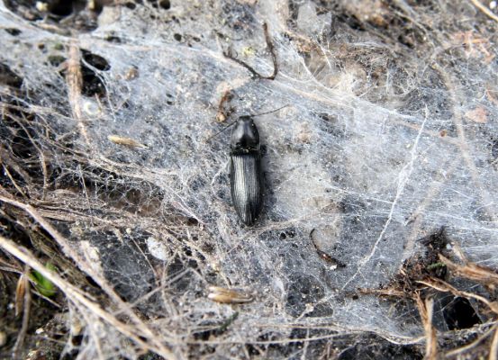 Krkonoše, Luční hora, 21.5.2014
Kovařík Liotrichus affinis.



Klíčová slova: Krkonoše Luční hora Liotrichus affinis