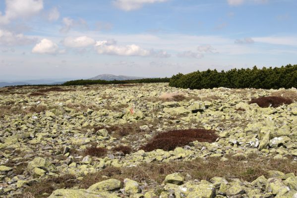 Krkonoše, Luční hora, 21.5.2014
Náhorní planina - pohled na Kotel.
Klíčová slova: Krkonoše Luční hora Kotel Ctenicera cuprea Hypnoidus consobrinus Liotrichus affinis