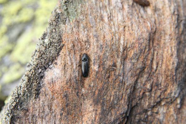 Krkonoše, Luční hora, 21.5.2014
Kovařík Liotrichus affinis.


Klíčová slova: Krkonoše Luční hora Liotrichus affinis