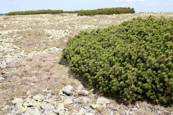 Krkonoše, Luční hora, 21.5.2014
Náhorní plošina.
Klíčová slova: Krkonoše Luční hora Ctenicera cuprea Hypnoidus consobrinus Liotrichus affinis