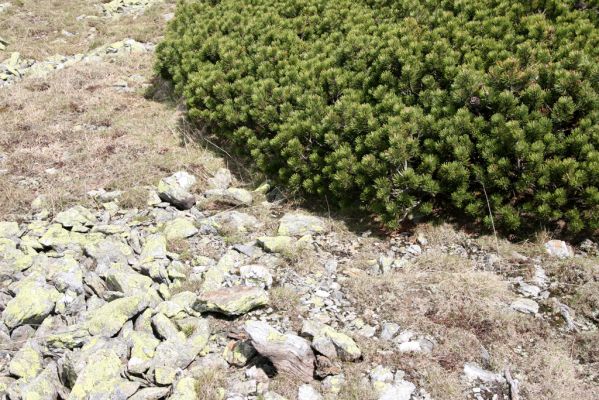 Krkonoše, Luční hora, 21.5.2014
Náhorní plošina. 
Klíčová slova: Krkonoše Luční hora Ctenicera cuprea Hypnoidus consobrinus Liotrichus affinis
