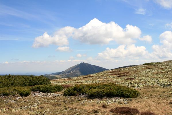 Krkonoše, Luční hora, 21.5.2014
Pohled z náhorní plošiny na Sněžku. 
Keywords: Krkonoše Luční hora Sněžka Ctenicera cuprea Hypnoidus consobrinus Liotrichus affinis