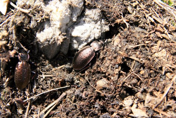 Krkonoše, Luční hora, 21.5.2014
Střevlíci Carabus linnei.
Klíčová slova: Krkonoše Luční hora Carabus linnei