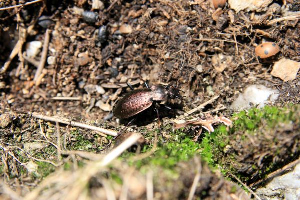 Krkonoše, Luční hora, 21.5.2014
Střevlík Carabus linnei.
Klíčová slova: Krkonoše Luční hora Carabus linnei