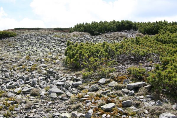 Krkonoše, Luční hora, 21.5.2014
Severozápadní svah. Biotop kovaříků Ctenicera cuprea a Hypnoidus consobrinus.



Klíčová slova: Krkonoše Luční hora Ctenicera cuprea Hypnoidus consobrinus
