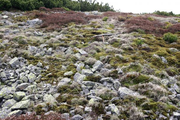 Krkonoše, Luční hora, 21.5.2014
Suťoviště na severozápadním svahu.



Klíčová slova: Krkonoše Luční hora Pheletes aeneoniger Hypnoidus consobrinus