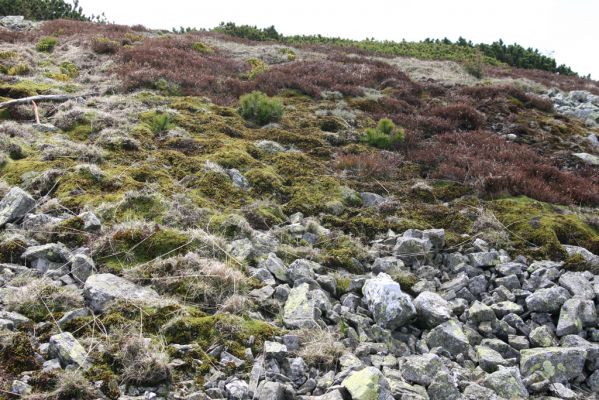 Krkonoše, Luční hora, 21.5.2014
Suťoviště na severozápadním svahu.


Schlüsselwörter: Krkonoše Luční hora Pheletes aeneoniger