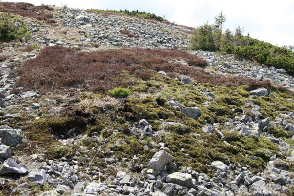 Krkonoše, Luční hora, 21.5.2014
Suťoviště na severozápadním svahu.



Mots-clés: Krkonoše Luční hora Pheletes aeneoniger