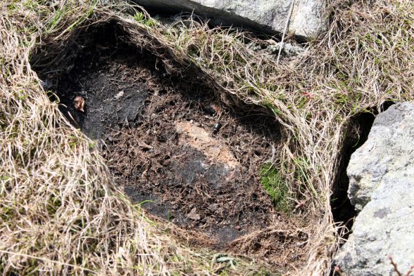 Krkonoše, Luční hora, 21.5.2014
Severní svah Luční hory. Kovařík Liotrichus affinis.



Klíčová slova: Krkonoše Luční hora Liotrichus affinis