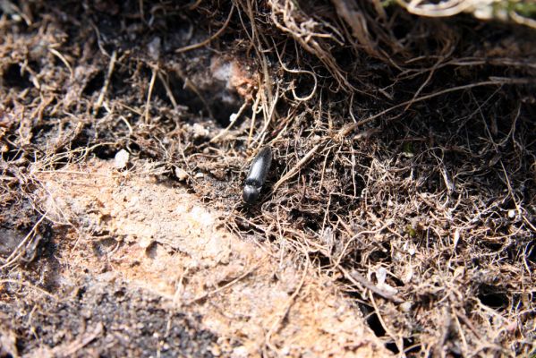Krkonoše, Luční hora, 21.5.2014
Severní svah Luční hory. Kovařík Liotrichus affinis.




Klíčová slova: Krkonoše Luční hora Liotrichus affinis