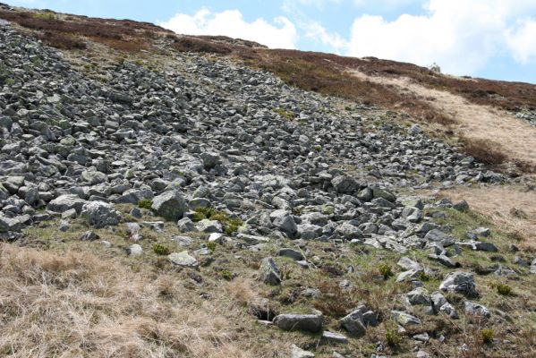 Krkonoše, Luční hora, 21.5.2014
Severní svah Luční hory. Biotop kovaříků Ctenicera cuprea, Hypnoidus consobrinus.
 


Klíčová slova: Krkonoše Luční hora Ctenicera cuprea Hypnoidus consobrinus