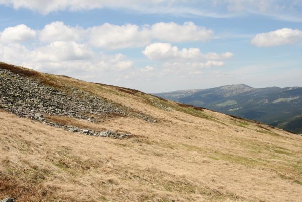 Krkonoše, Luční hora, 21.5.2014
Severní svah Luční hory. Pohled na Vysoké Kolo.
Klíčová slova: Krkonoše Luční hora Ctenicera cuprea Hypnoidus consobrinus Liotrichus affinis