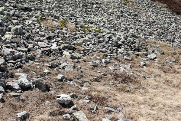 Krkonoše, Luční hora, 21.5.2014
Suťové pole na severním svahu Luční hory. Biotop kovaříků Ctenicera cuprea, Hypnoidus consobrinus a Liotrichus affinis.



Klíčová slova: Krkonoše Luční hora Ctenicera cuprea Hypnoidus consobrinus Liotrichus affinis
