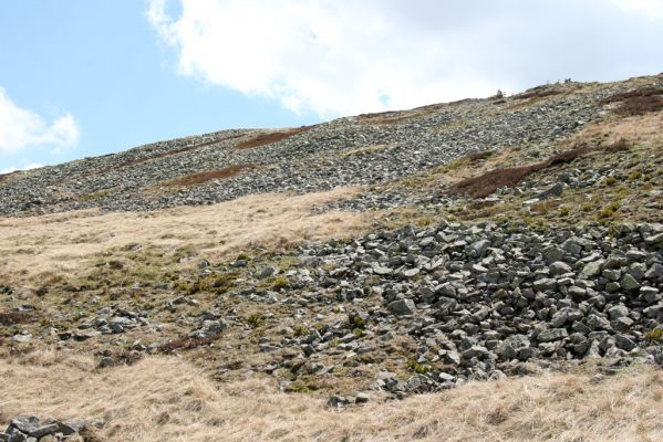 Krkonoše, Luční hora, 21.5.2014
Severní svah Luční hory. 



Klíčová slova: Krkonoše Luční hora Ctenicera cuprea Hypnoidus consobrinus Liotrichus affinis