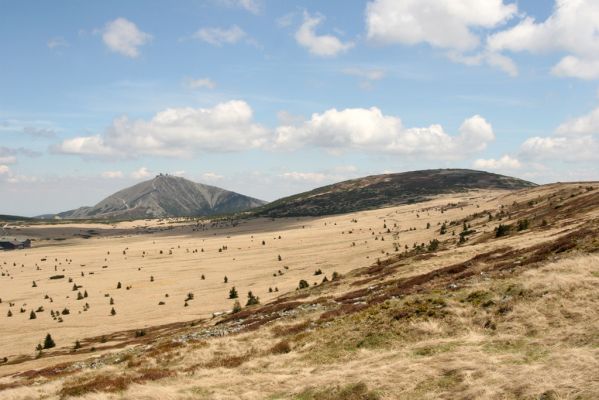 Krkonoše, Luční hora, 21.5.2014
Pohled ze severního svahu na Bílou louku, Studniční horu a Sněžku.



Klíčová slova: Krkonoše Luční hora Studniční hora Luční bouda Sněžka Ctenicera cuprea